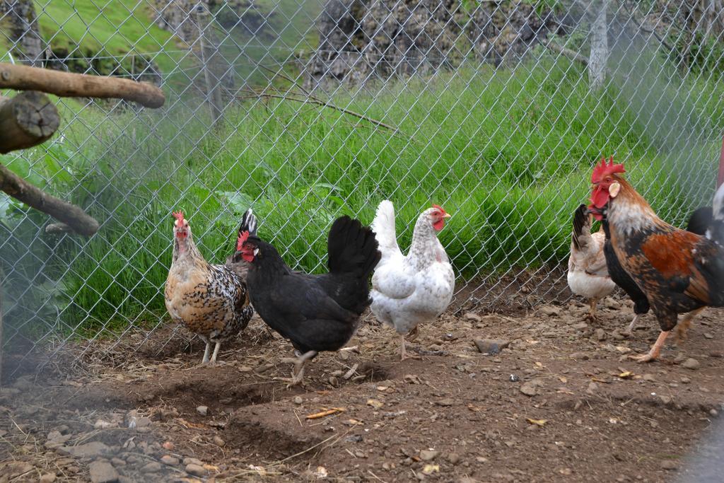 Laekjarhus Farm Holidays Borgarhöfn Εξωτερικό φωτογραφία
