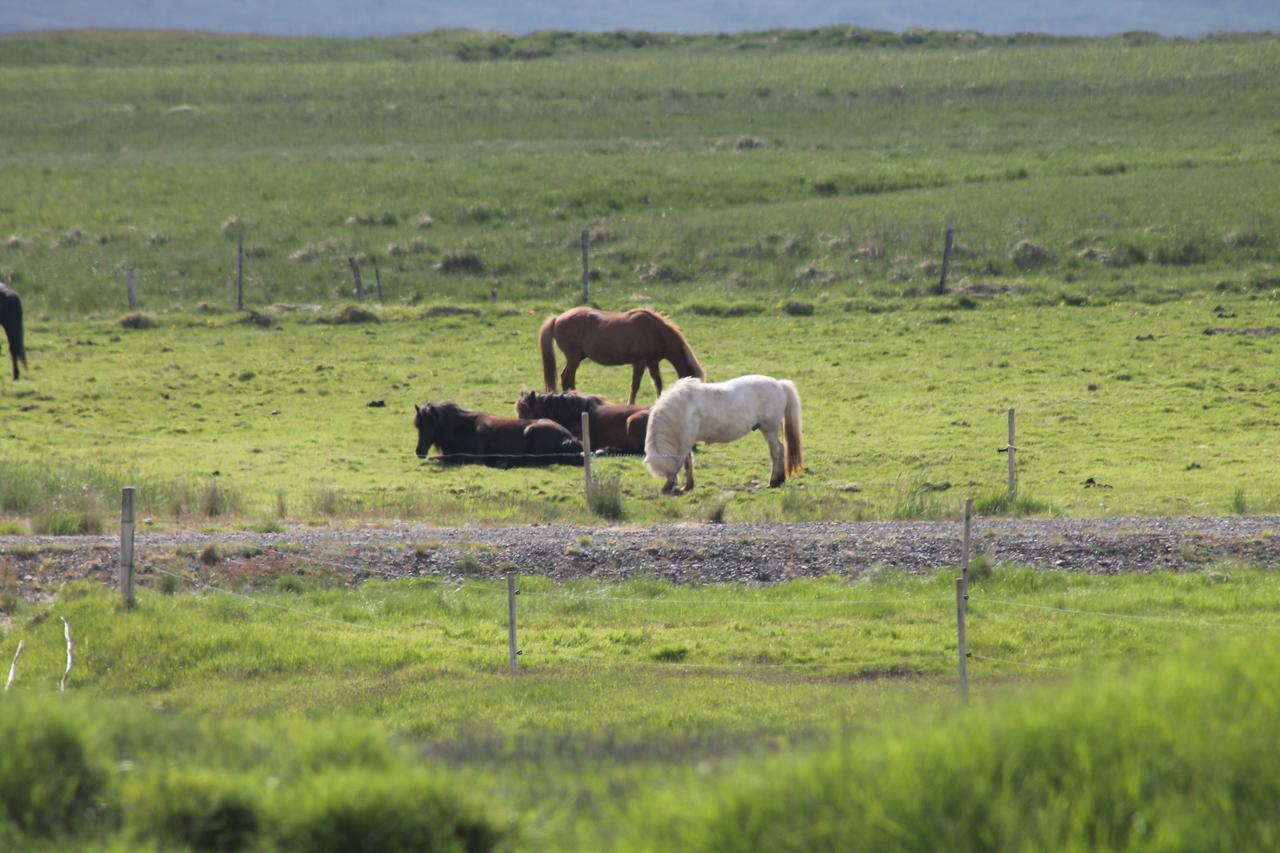 Laekjarhus Farm Holidays Borgarhöfn Εξωτερικό φωτογραφία